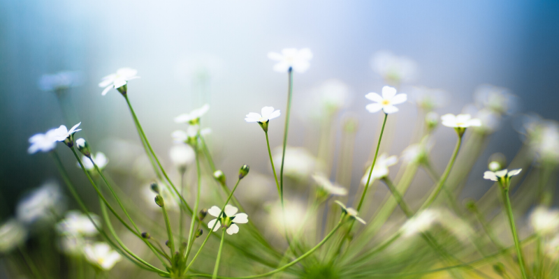 Image of outdoor flowers.