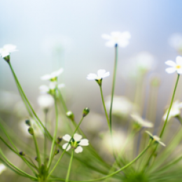 Image of white flowers outside in a field.