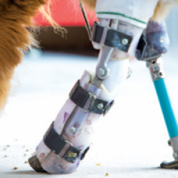 Image of animal with a prosthetic device.